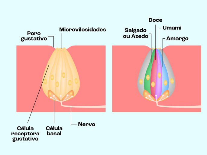 Exemplos de sabores identificados pelas papilas gustativas