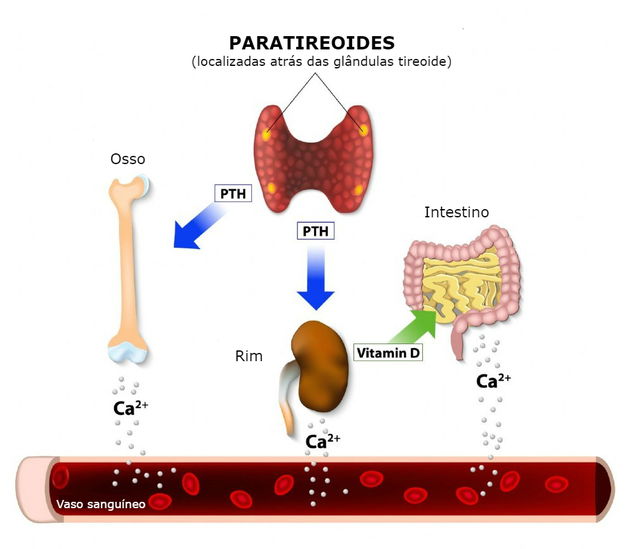 Paratireoides Anatomia Funcoes E Doencas Toda Materia