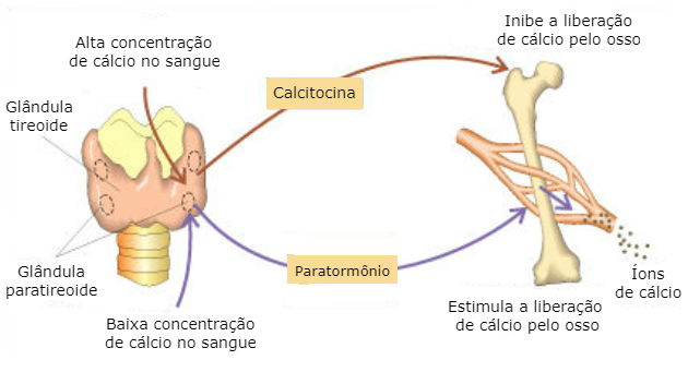 Hormonios Toda Materia