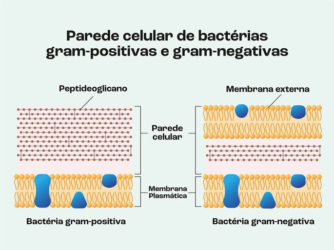 bactérias gram positivas e negativas
