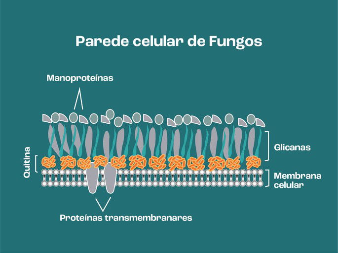 Parede celular de célula fúngica