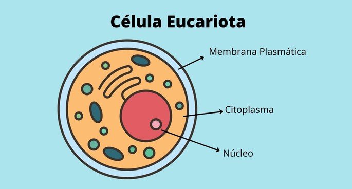 Estruturas da célula Eucariota