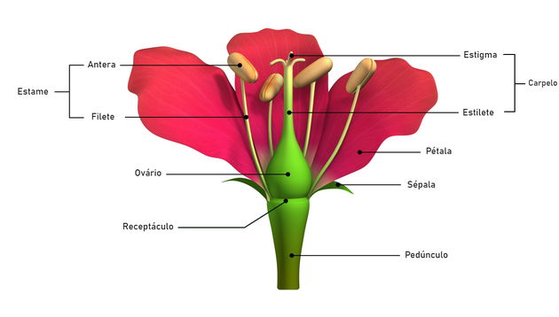 Diagrama para Morfologia e anatomia da flor