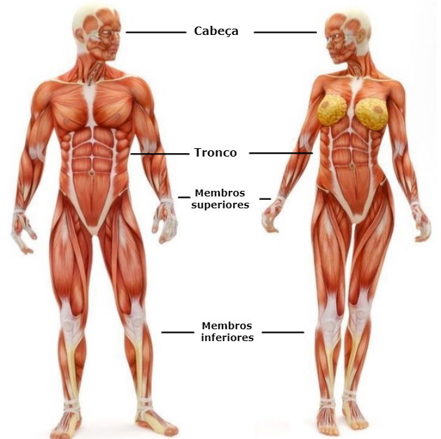 O Que é A Anatomia Humana