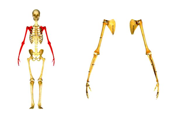 partes do corpo humano_membros superiores