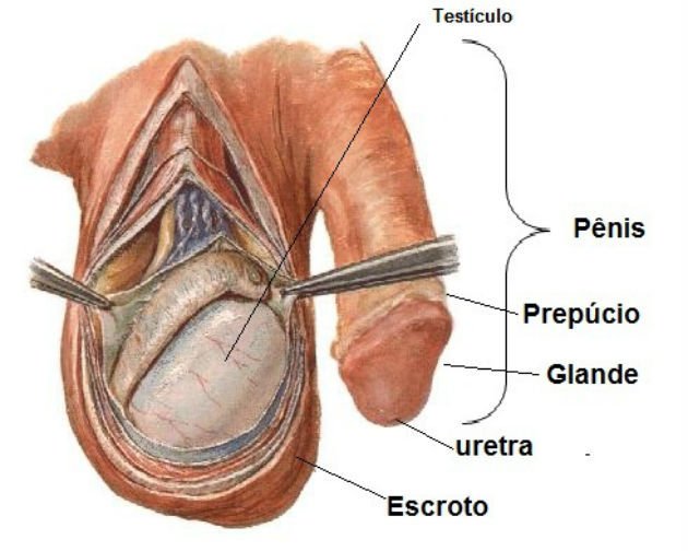 Anatomia do pênis