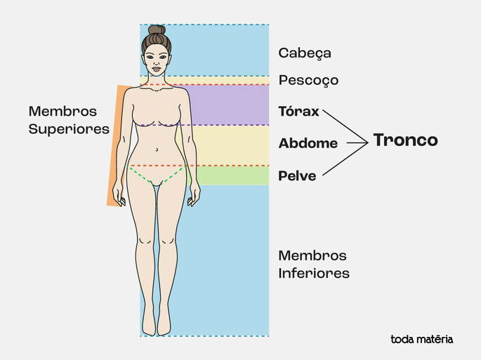 Divisão do corpo humano em segmentos. Além do padrão postural a ser... |  Download Scientific Diagram