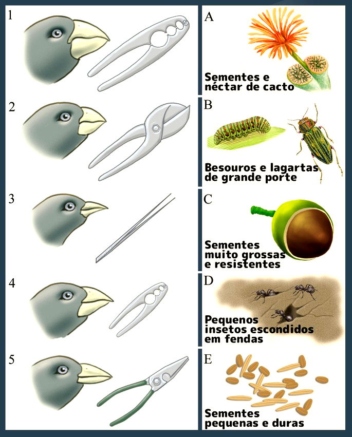 Trabalho teoria da evolução