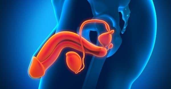 dimensiunea penisului în erecție și fără acesta