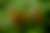 Periquito-da-caatinga (Aratinga cactorum)