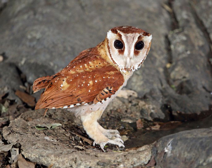 Phodilus badius