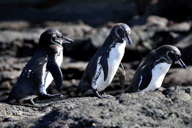 Pinguim características reprodução e espécies Toda Matéria