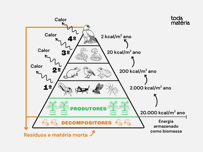 Pirâmide ecológica de energia