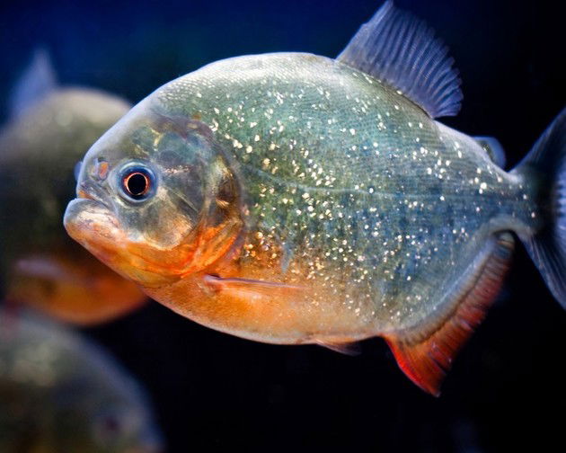 Piranha-vermelha (Pygocentrus nattereri)