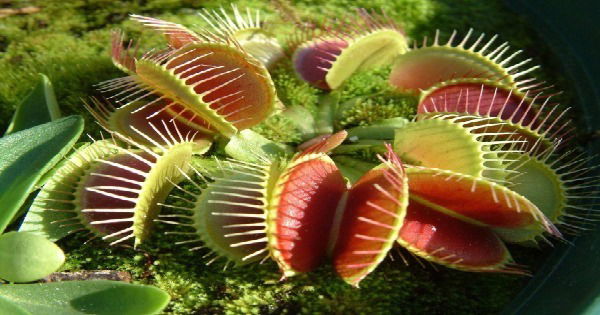 Plantascarnivoras