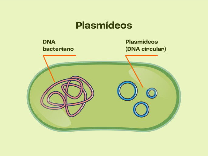 DNA recombinante plasmídeo