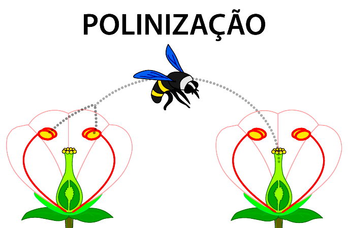 Polinização