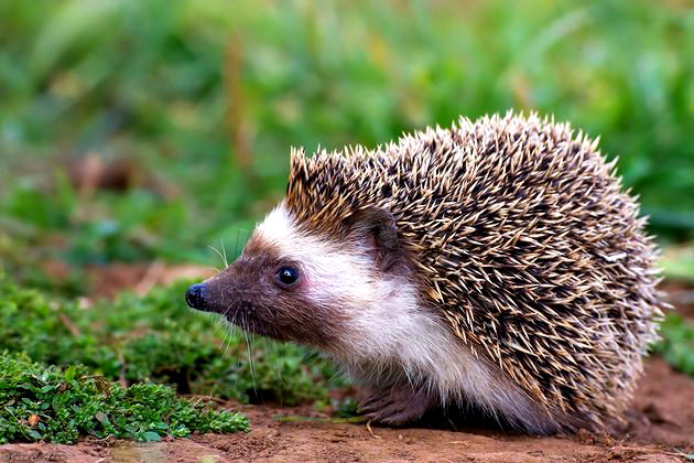40 Animais Onívoros - Lista de Exemplos com FOTOS e curiosidades