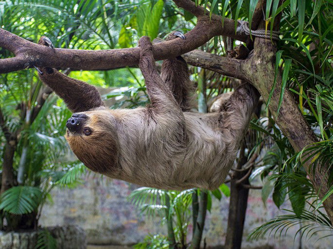 Preguiça-de-coleira - Bradypus torquatus
