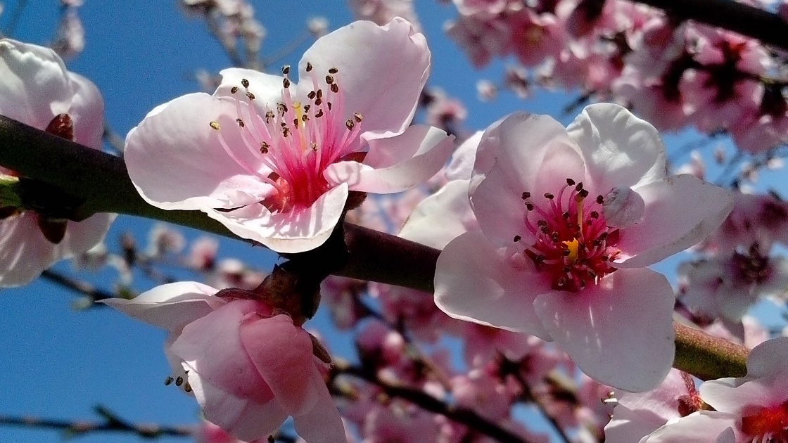 Primavera: quando começa e quais são as suas características - Toda Matéria