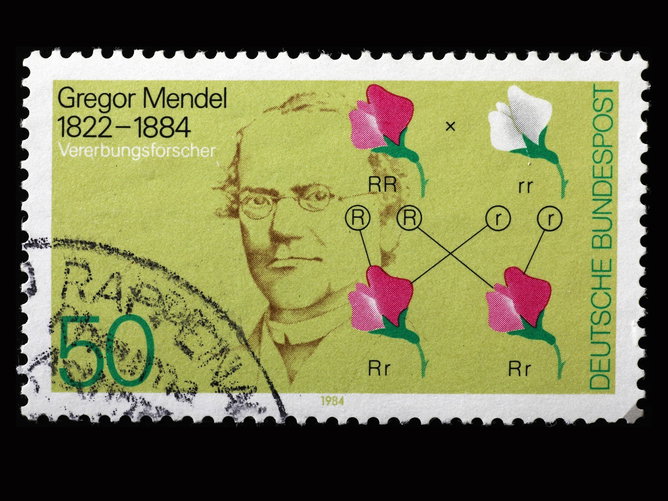 Lista com 10 Exercícios sobre a 1ª Lei de Mendel