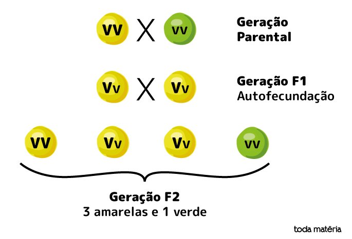 Leis De Mendel Resumo E Contribuição Para A Genética Toda Matéria
