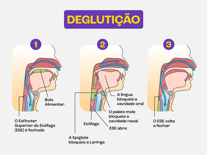 Processo de deglutição.