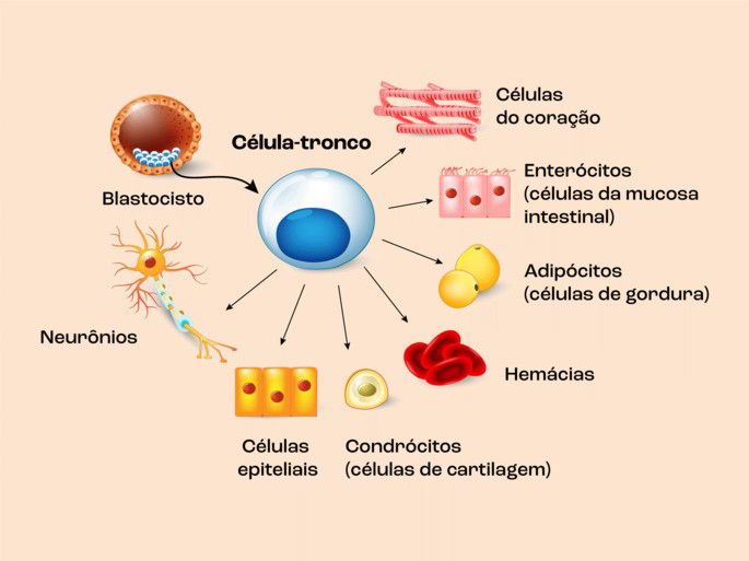 Produção de tecidos através de células-tronco