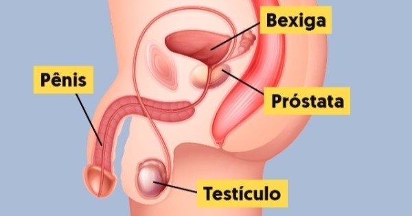 prostata anatomia e fisiologia)