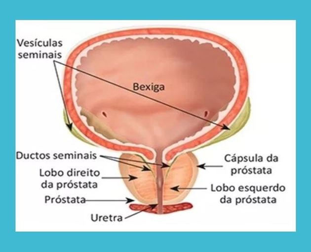 próstata anatomía y fisiología