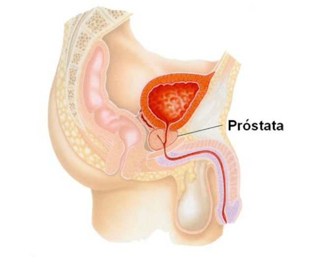 onde fica a próstata