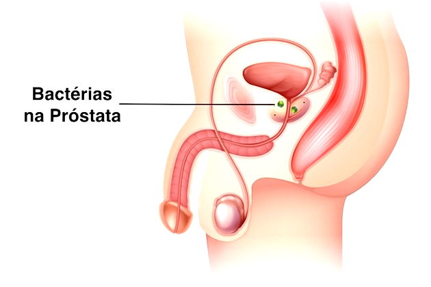 Próstata Função Anatomia E Doenças Relacionadas Toda Matéria