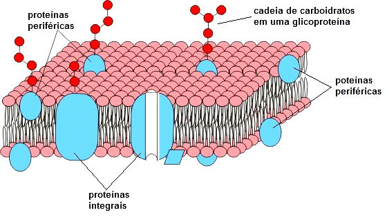 Exercícios Sobre Membrana Plasmática Toda Matéria 0843