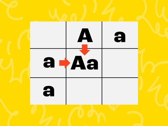 Formação do genótipo possível para o primeiro quadrante