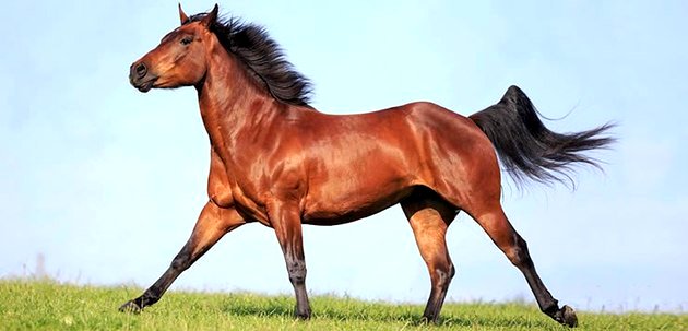 Cavalos: raças, características e imagens - Toda Matéria