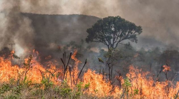 queimada no cerrado