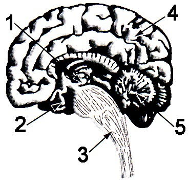 Questão de vestibular sobre o Sistema Nervoso Central