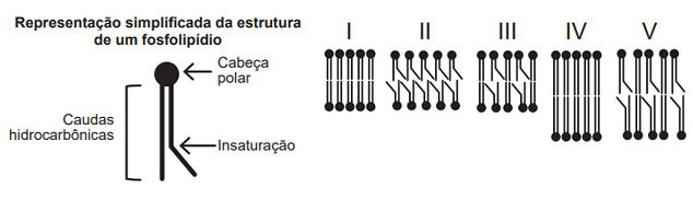 questão do enem 2019 sobre membrana plasmática