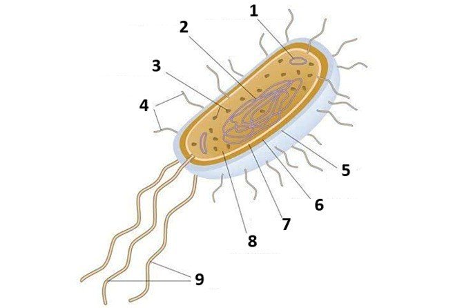 Questão sobre a estrutura de uma bactéria