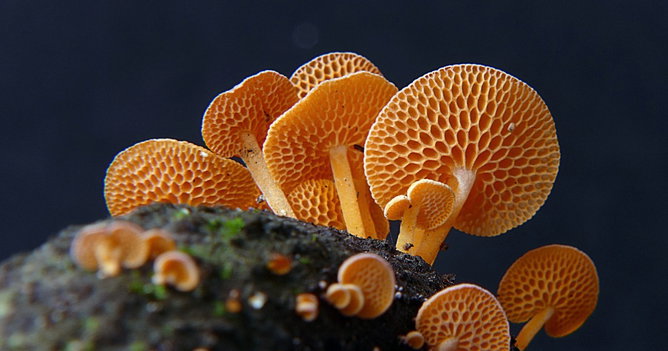 Questões sobre fungos com resolução comentada