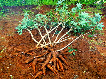 Raiz tuberosa