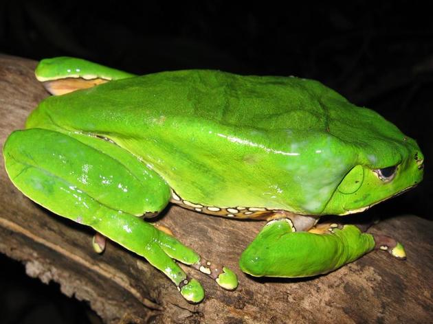 Rã-kambô (Phyllomedusa bicolor)