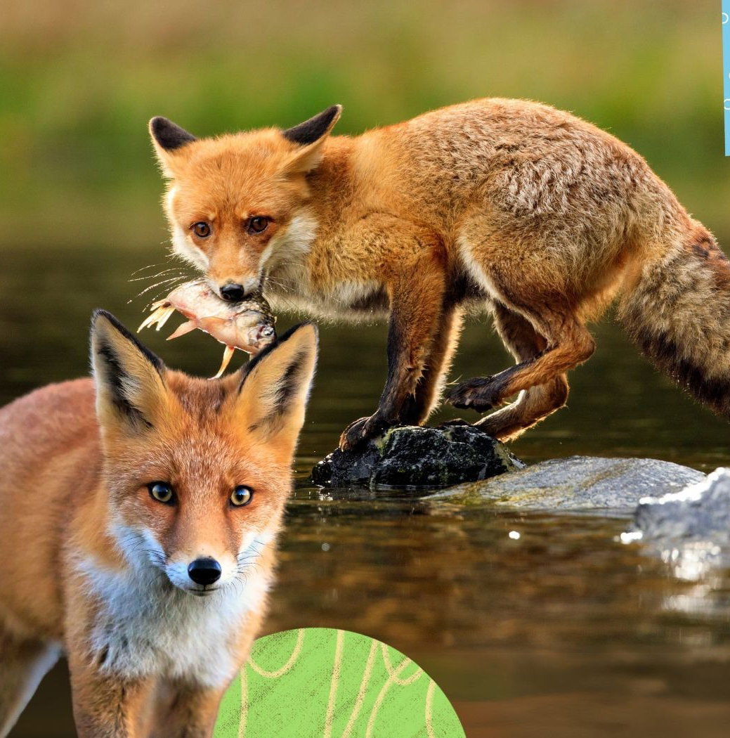 Raposa Caractersticas Tipos O Que Come Habitat E Mais Guia