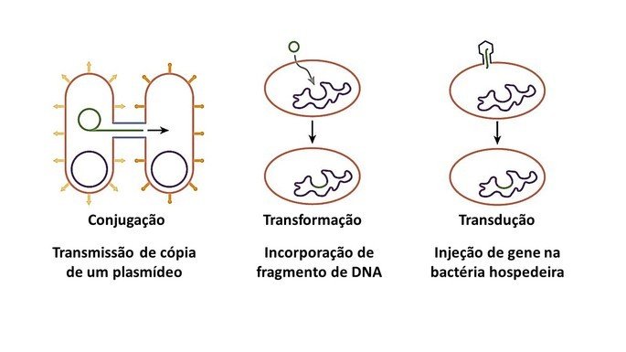 recombinación genética de bacterias