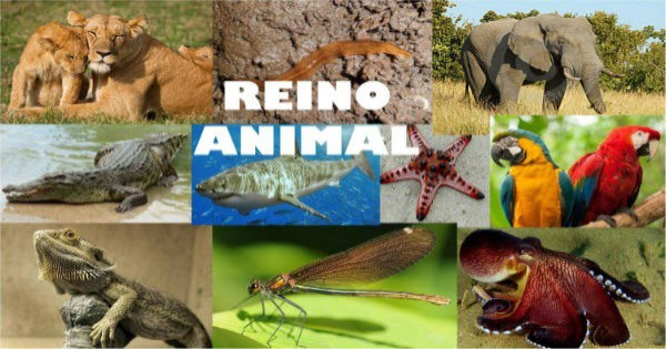 Reino Animal
