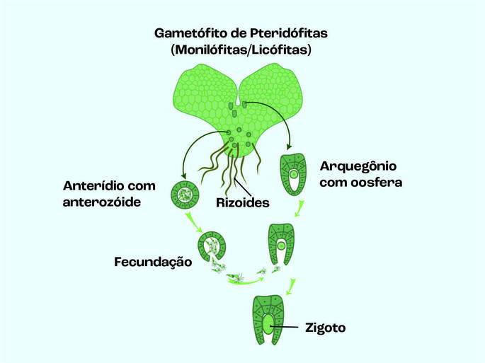 Protalo e fase sexuada de Pteridófitas