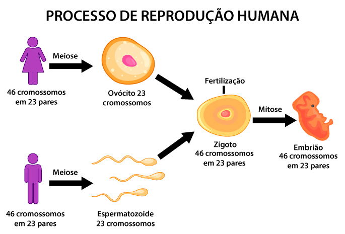 Reprodução Sexuada: Resumo, Exemplos, Fecundação - Toda Matéria