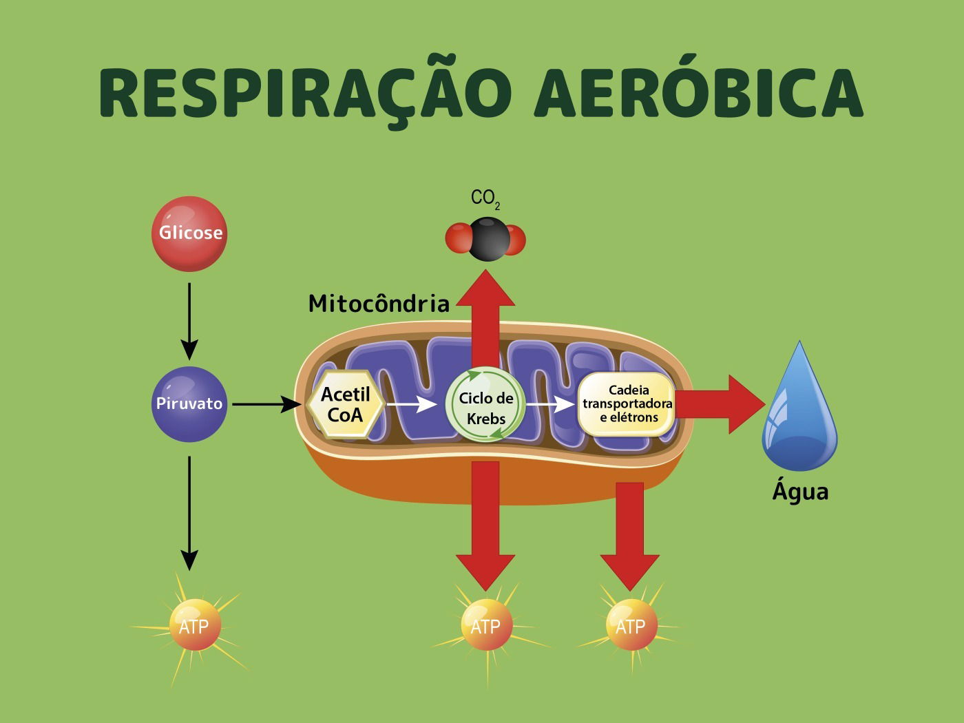 Respiração celular o que é quais as etapas e entenda como é processo