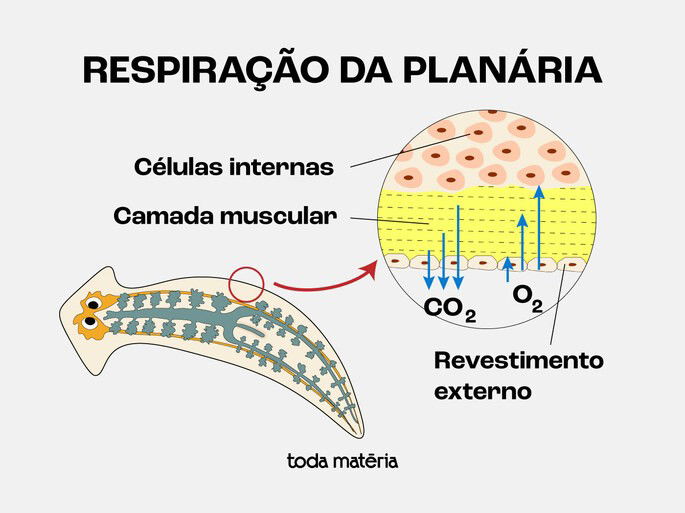Esquema representando a troca gasosa na planária