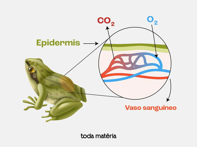 Respiração cutânea do sapo em detalhe